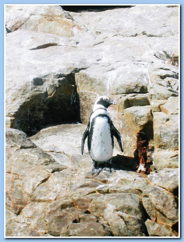 PE Penguin